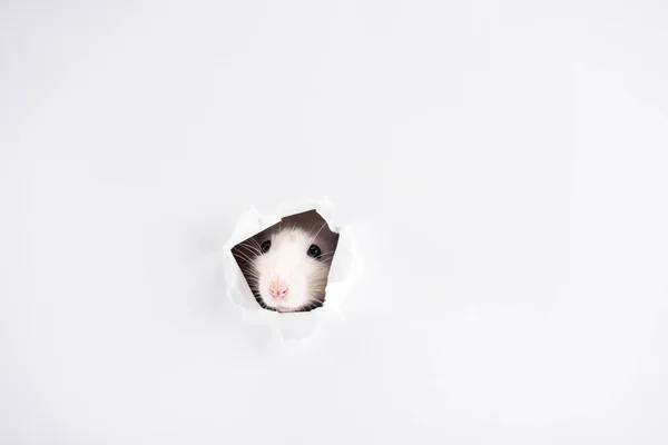 Cute White Rat Looking Hole New Year — Stock Photo, Image