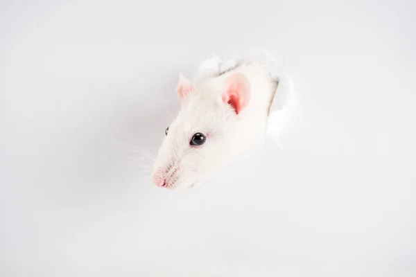 Rato Bonito Branco Olhando Através Buraco Ano Novo — Fotografia de Stock