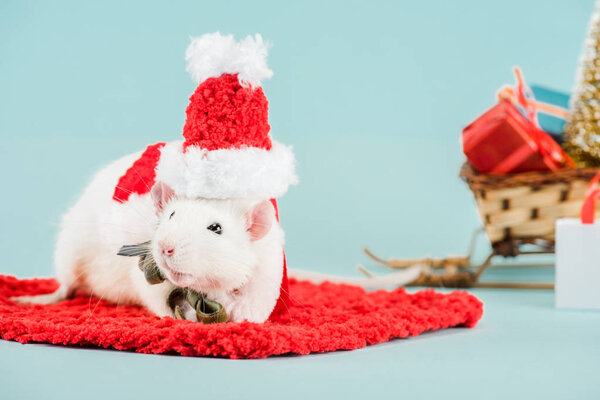 selective focus of rat in costume and santa hat on red carpet in New Year 