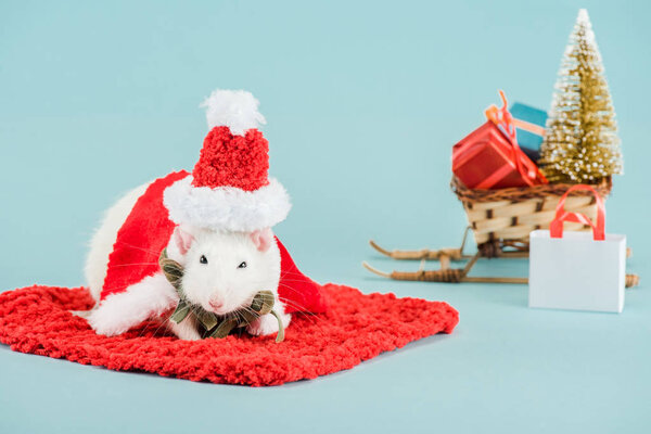 selective focus of rat in costume and santa hat on red carpet in New Year 