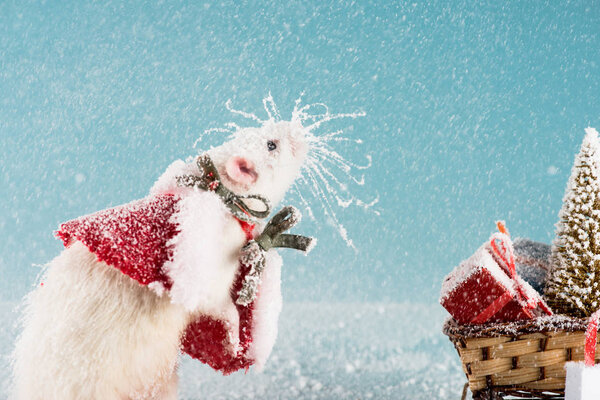 rat in costume and wicker sled with christmas tree and gift boxes in New Year 