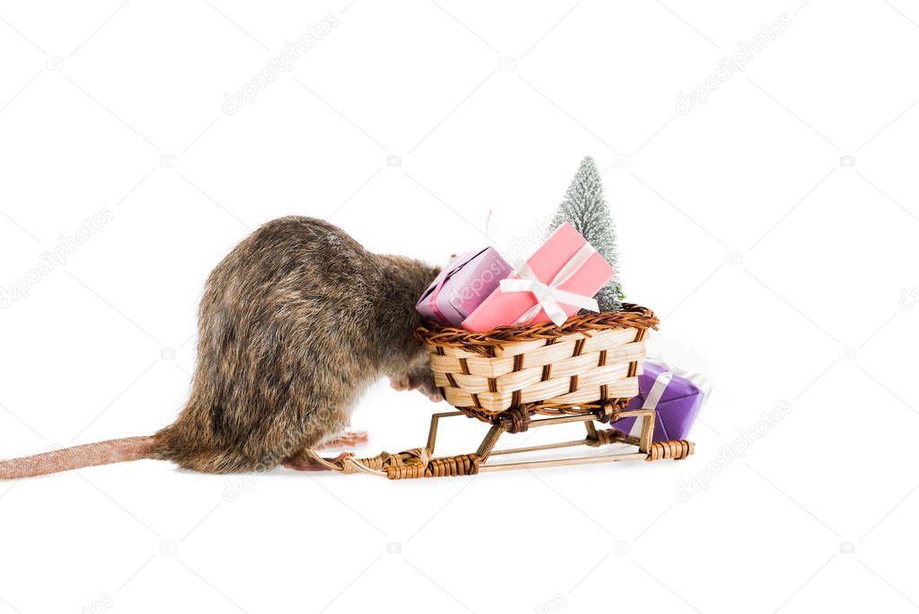 rat and wicker sled with christmas gifts and christmas tree on white background 