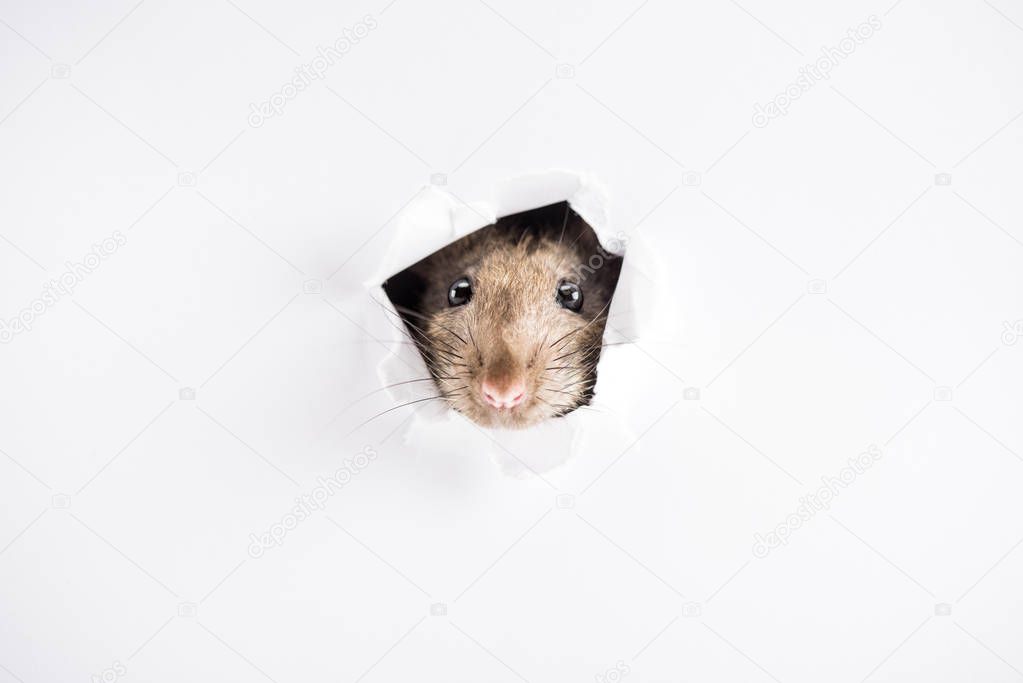 cute and brown rat looking through hole in New Year 