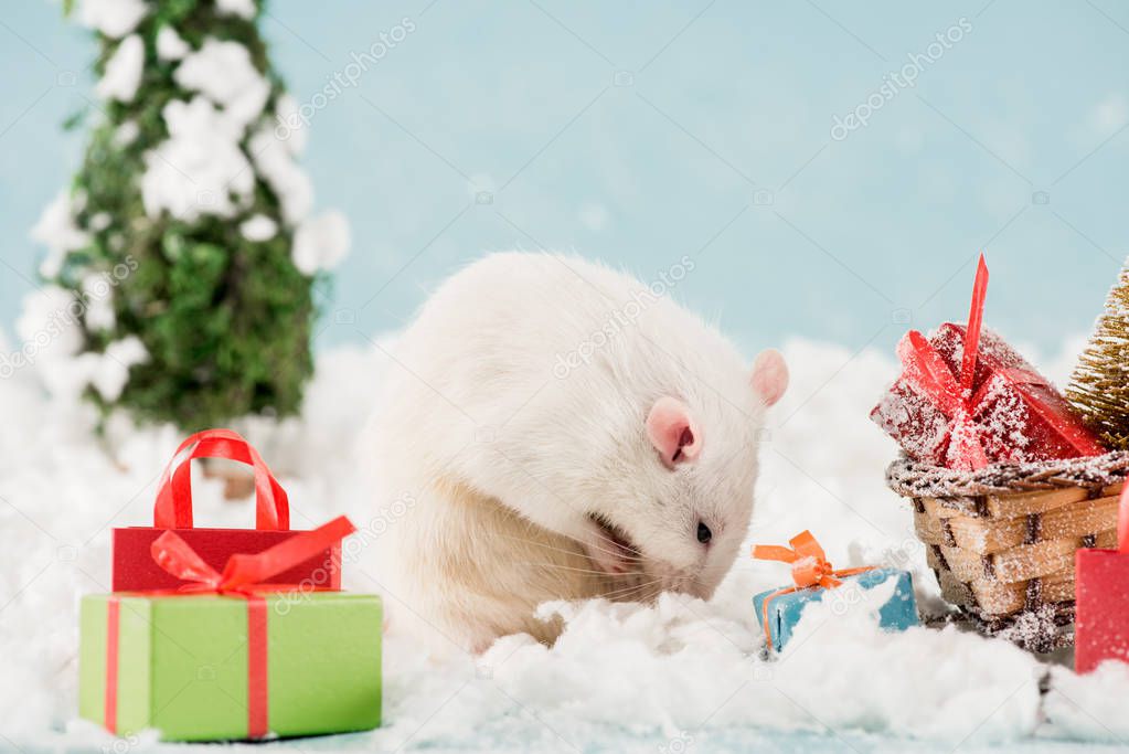 rat, bottle and wicker sled with gift boxes in New Year 