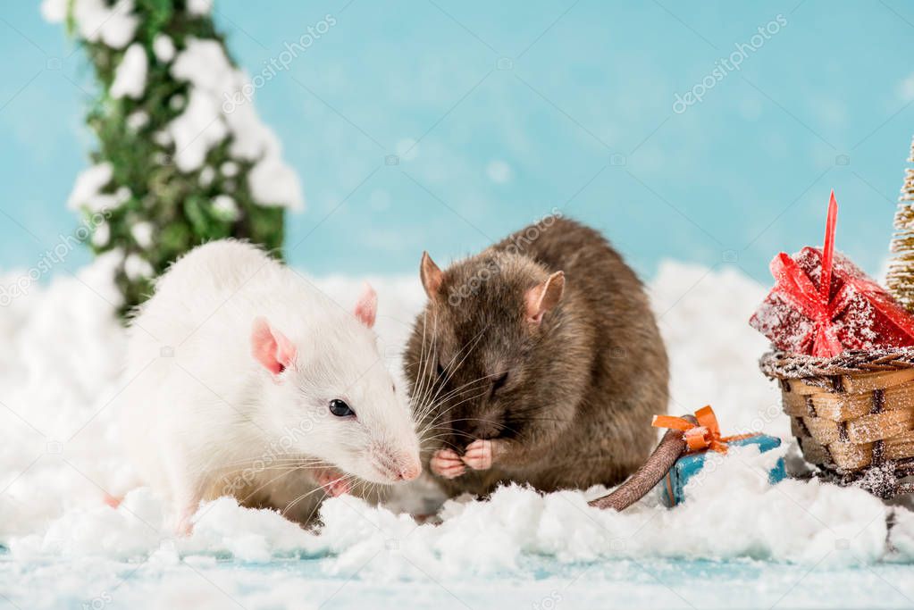 cute rats and wicker sled with gift boxes in New Year 