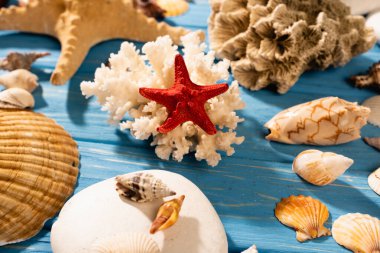 red starfish, coral and seashells on wooden blue background clipart