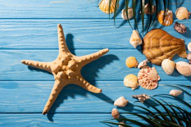top view of starfish, seashells and palm leaves on wooden blue background clipart