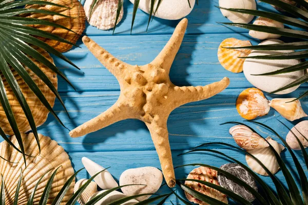 Top View Seashells Starfish Palm Leaves Wooden Blue Background — Stock Photo, Image