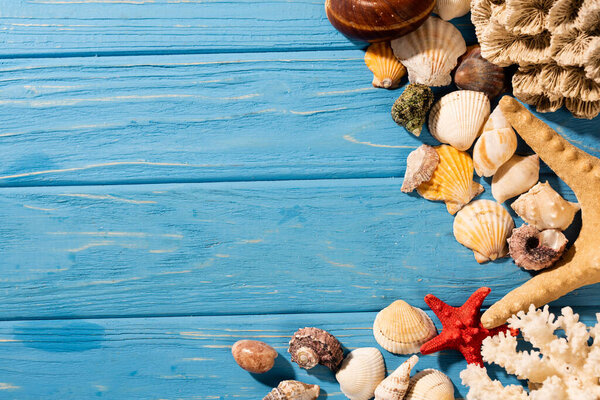 top view of seashells, starfishes and coral on wooden blue background