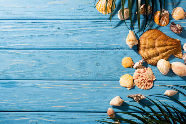 top view of seashells and palm leaves on wooden blue background