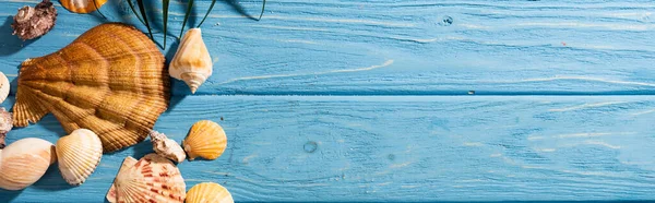 Πάνω Όψη Κοχύλια Και Φύλλα Φοίνικα Ξύλινο Μπλε Φόντο Πανοραμική — Φωτογραφία Αρχείου
