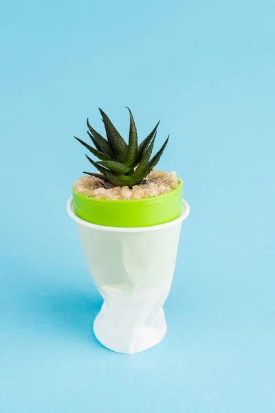 Green Succulent Plant Crumpled Plastic Cup Blue Background — Stock Photo, Image