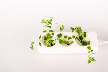 beyaz arkaplanda elektrik prizinden büyüyen yeşil bitki