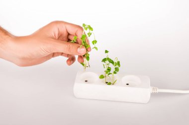 cropped view of man holding green plant near socket in power extender on white background clipart