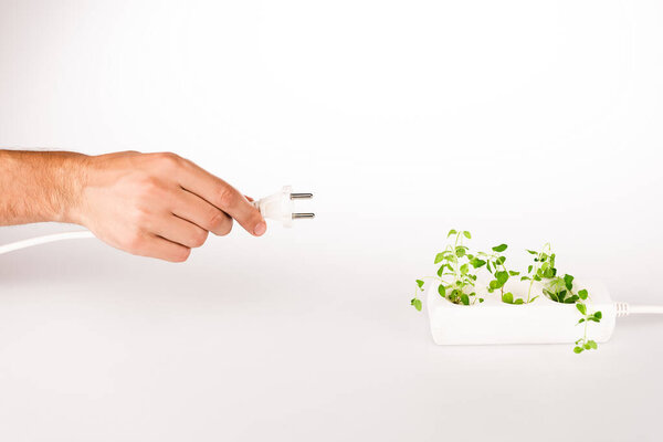 cropped view of man holding power plug near green plant growing in socket in power extender on white background