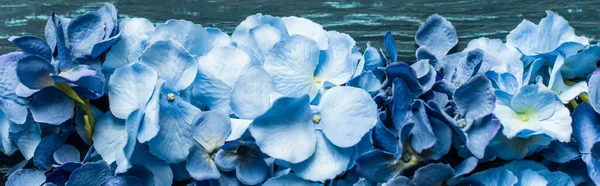 Mavi çiçekli ahşap arkaplan manzarası, panoramik çekim