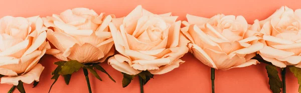 top view of roses border on coral background, panoramic shot