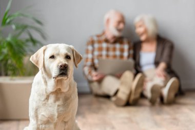 Üst düzey çiftin dizüstü bilgisayar kullanırken ve köpek ön planda otururken görüntüsü bulanık.