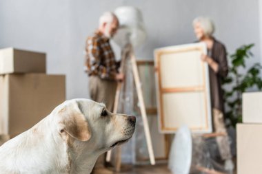 Önplanda köpekli eşyaları boşaltan yaşlı çiftin bulanık görüntüsü