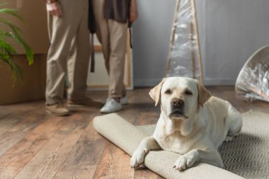 Son sınıf çifti yeni evde dikilirken ve labrador köpeği öndeki halıda yatarken.