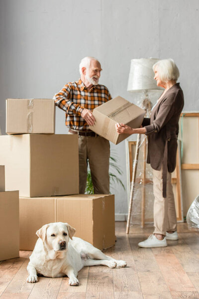 blurred view of senior couple holding cardboard box in new house while dog lying on foreground 