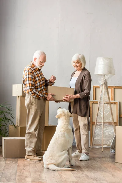 Full Length View Senior Couple Holding Cardboard Box Looking Dog — Stock Photo, Image