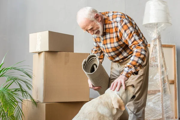 Glad Senior Mand Holder Tæppe Petting Hund Med Papkasser Baggrund - Stock-foto