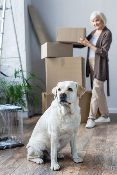 blurred view of senior woman folding cardboard boxes and labrador dog on foreground