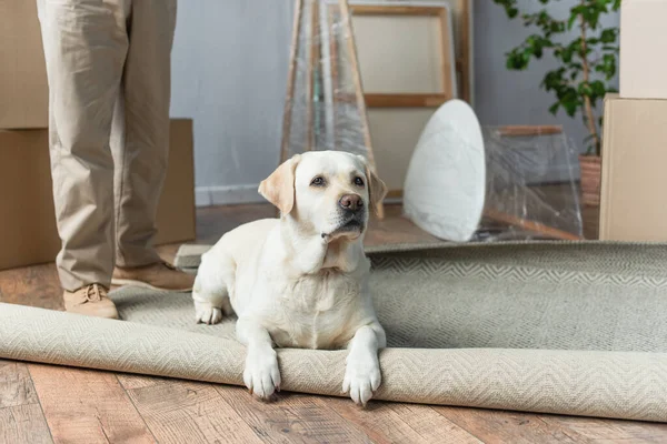 Cropped View Man Standing New House Labrador Dog Lying Carpet — Stock Photo, Image