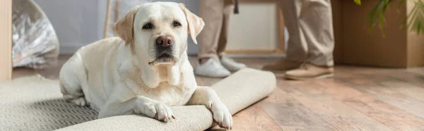 Vista Cortada Casal Sênior Nova Casa Cão Labrador Deitado Tapete — Fotografia de Stock