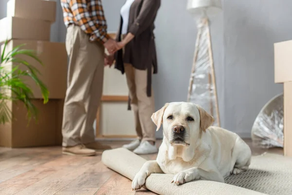 Cropped View Senior Couple Standing New House Labrador Dog Lying — Stock Photo, Image