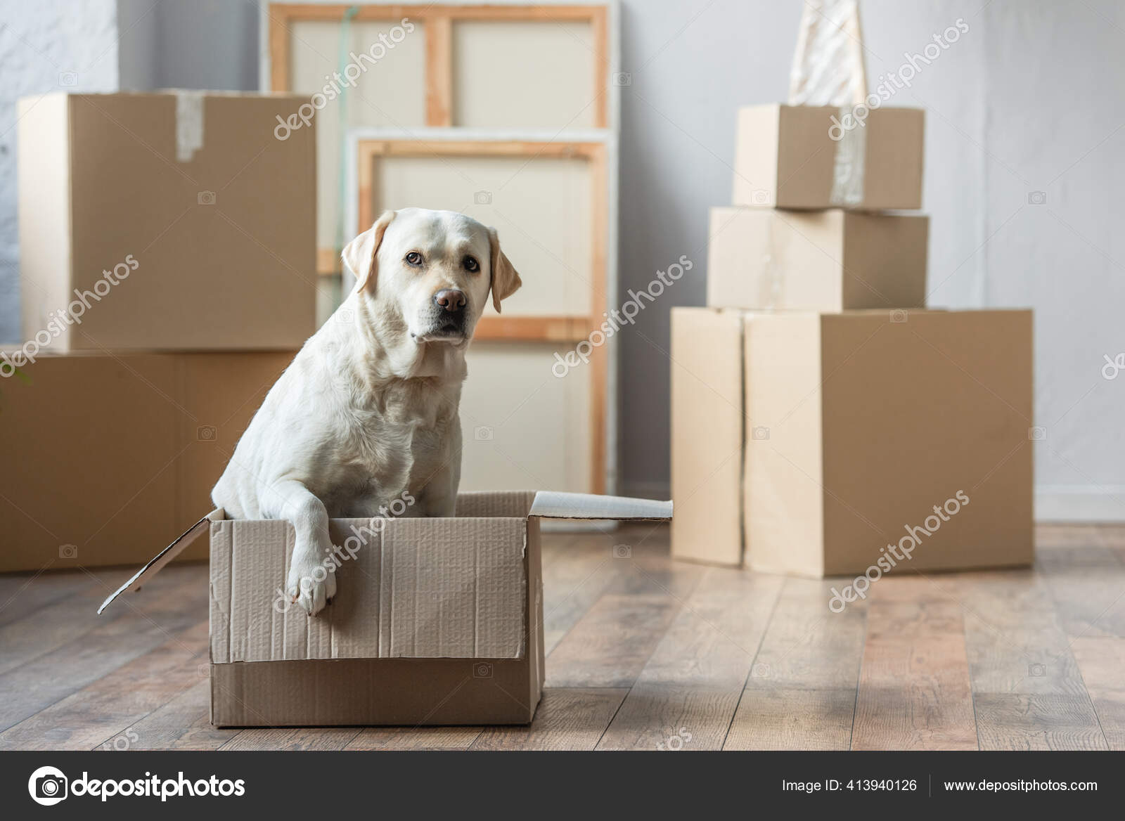 Cute Lab Dog House Cute Labrador Dog Sitting Cardboard Box New