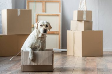 Yeni evdeki karton kutuda oturan sevimli labrador köpeği, taşınma konsepti.