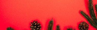 top view of cones, spruce branches on red background, banner clipart