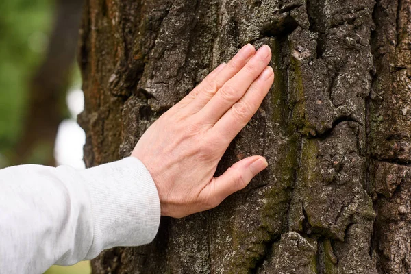 Cropped view of elderly woman touching tree bark — Stock Photo