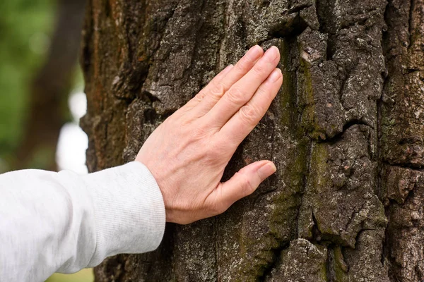 Vista recortada de anciana tocando corteza de árbol - foto de stock