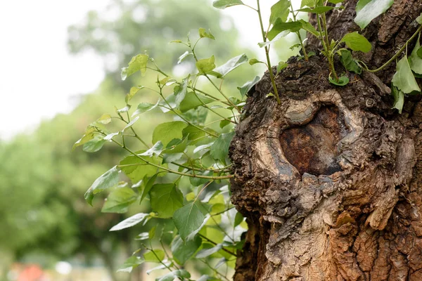 Close up of poplar tree with green leaves in park — Stock Photo