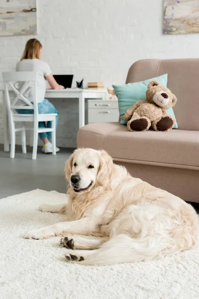 Beautiful golden retriever lying on floor while owner sitting at work desk and using laptop — Stock Photo