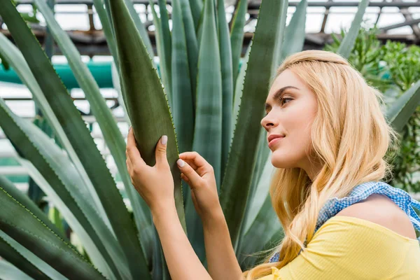 Beautiful young woman in apron looking at succulent in greenhouse — Stock Photo