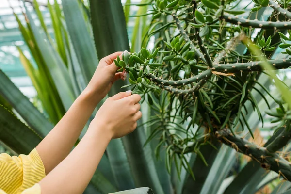 Cropped shot of young woman touching succulent in greenhouse — Stock Photo