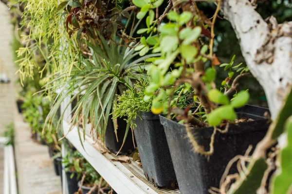 Vista de cerca de hermosas plantas en maceta verde en el estante - foto de stock