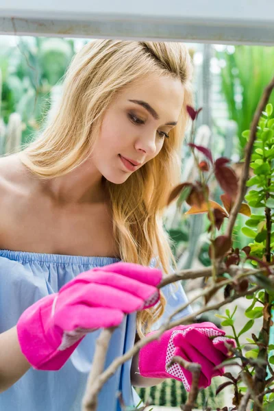 Belle fille blonde concentrée en gants de caoutchouc rose cultivant des plantes en serre — Photo de stock