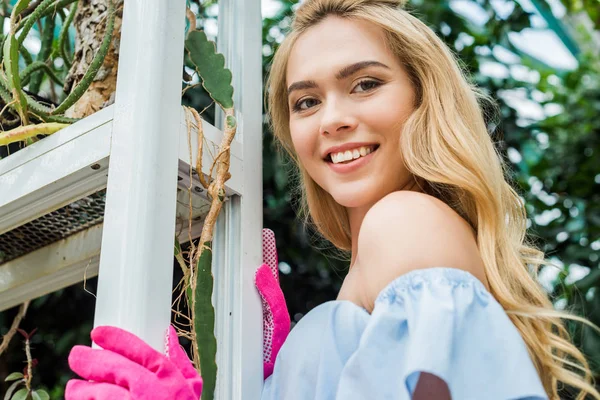 Vista de ángulo bajo de la hermosa mujer rubia en guantes de goma rosa sonriendo a la cámara en invernadero - foto de stock