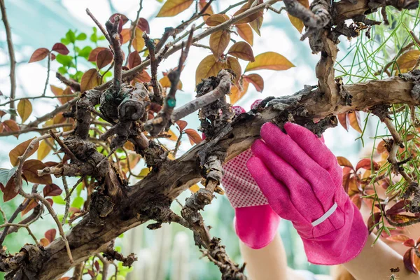 Gros plan vue partielle de la femme en gants de caoutchouc rose travaillant avec des plantes en serre — Photo de stock