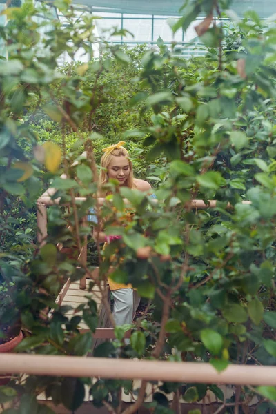 Vista de ángulo alto de la hermosa mujer sonriente crecimiento de plantas en invernadero - foto de stock