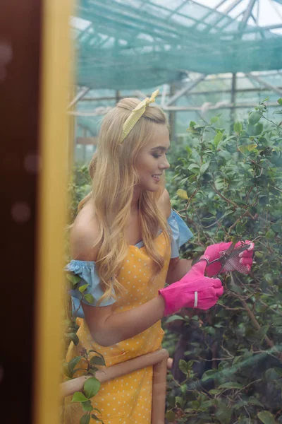 Vista attraverso la finestra di donna sorridente in guanti di gomma e grembiule piante da taglio con forbici in serra — Foto stock