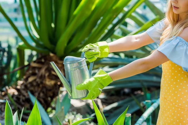 Tiro recortado de mujer joven en guantes de goma regar las plantas en invernadero - foto de stock