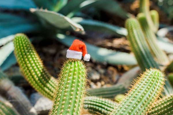Close-up view of green cactus with small santa hat in greenhouse — Stock Photo