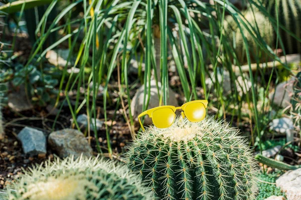 Beau cactus vert avec des lunettes de soleil jaune vif en serre — Photo de stock