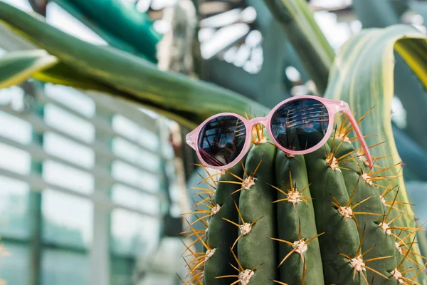 Close-up view of beautiful green cactus with stylish sunglasses in greenhouse — Stock Photo
